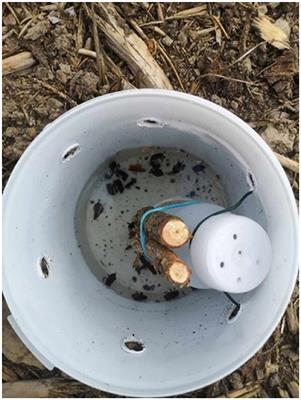 Pine weevil (Hylobius abietis) preferences among species of conifer seedlings planted on clear-cuts in central Europe